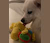 Schlott, an American Eskimo Dog tested with EmbarkVet.com