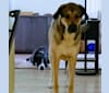 Brandy, an Australian Cattle Dog and Rottweiler mix tested with EmbarkVet.com