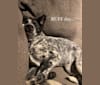 Obie, an Australian Cattle Dog and Siberian Husky mix tested with EmbarkVet.com