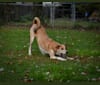 Photo of Link, a Siberian Husky, Golden Retriever, and Labrador Retriever mix in Ashland, Kentucky, USA