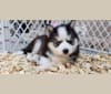 Spencer, a Pomsky tested with EmbarkVet.com
