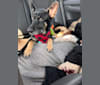 Lala, a German Shepherd Dog and Siberian Husky mix tested with EmbarkVet.com