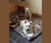 Lancelot, a West Highland White Terrier tested with EmbarkVet.com