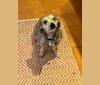Photo of Harley, a Chihuahua, Dachshund, Shih Tzu, and Poodle (Small) mix in Arlington, Virginia, USA