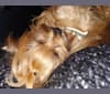 Photo of Duffy, a Biewer Terrier and Yorkshire Terrier mix in Biervliet, Nederland