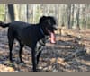 Tucker, a Labrador Retriever and German Shepherd Dog mix tested with EmbarkVet.com