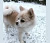 Vivien, a Pomeranian tested with EmbarkVet.com