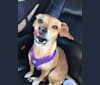 Brooklyn Liebman, a Chihuahua and Dachshund mix tested with EmbarkVet.com