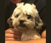 Frosty, a Shih Tzu and Poodle (Small) mix tested with EmbarkVet.com
