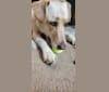 Bella, a German Shepherd Dog and Labrador Retriever mix tested with EmbarkVet.com