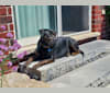 Photo of Eddie, a Rottweiler, Boxer, Boston Terrier, and Mastiff mix in Ontario, Canada