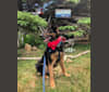 Peter, a German Shepherd Dog and Labrador Retriever mix tested with EmbarkVet.com
