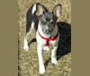 Takodah the Tornado, a Rat Terrier tested with EmbarkVet.com
