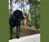 Lucky, a German Shepherd Dog and Labrador Retriever mix tested with EmbarkVet.com