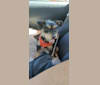 Nacho Saenz-Stevenson, a Chihuahua and Miniature Pinscher mix tested with EmbarkVet.com