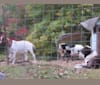 Lütfiye, a West Asian Village Dog tested with EmbarkVet.com