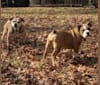 Lola, a Bulldog and Beagle mix tested with EmbarkVet.com