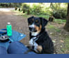 Freya, a Saint Bernard and German Shepherd Dog mix tested with EmbarkVet.com