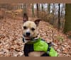 Banjo, a Staffordshire Terrier and American Eskimo Dog mix tested with EmbarkVet.com