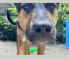 Photo of Lola, a German Shepherd Dog, American Pit Bull Terrier, and Doberman Pinscher mix in Mississippi, USA