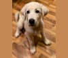 Photo of Keebler, a Great Pyrenees and Sarplaninac mix in Oklahoma, USA