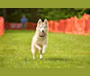 Serac, a Siberian Husky and German Shepherd Dog mix tested with EmbarkVet.com
