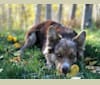 Ursa, a Border Collie and Australian Cattle Dog mix tested with EmbarkVet.com