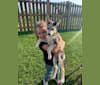 Winnie, a Siberian Husky and German Shepherd Dog mix tested with EmbarkVet.com
