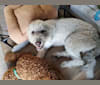 Photo of Jace, a Poodle (Standard) and Llewellin Setter mix in Ohio, USA