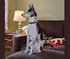 Kayla, a Rat Terrier and Mountain Cur mix tested with EmbarkVet.com