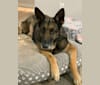 Lilah, a German Shepherd Dog (6.4% unresolved) tested with EmbarkVet.com