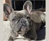 Graycie Mae, a French Bulldog tested with EmbarkVet.com