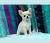 Photo of Necco, a Chihuahua 