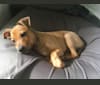 Bernie, a Chihuahua and Poodle (Small) mix tested with EmbarkVet.com