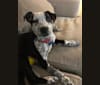 Photo of Mackey, an Australian Cattle Dog, Boxer, and American Pit Bull Terrier mix in Dallas, Texas, USA