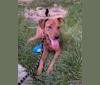 Kepler, a German Shepherd Dog and Labrador Retriever mix tested with EmbarkVet.com