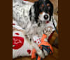 Photo of Buster, a Llewellin Setter  in Byram Township, New Jersey, USA