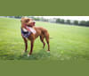 KIBA, an American Pit Bull Terrier tested with EmbarkVet.com