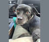 Checkers, a Chihuahua and Poodle (Small) mix tested with EmbarkVet.com