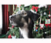 Axel, a German Shepherd Dog and Rottweiler mix tested with EmbarkVet.com