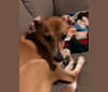 Jimmy, a Chihuahua and Beagle mix tested with EmbarkVet.com