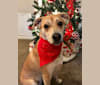 Nahla, a Mountain Cur and Great Pyrenees mix tested with EmbarkVet.com