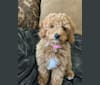 Ginger, a Poodle (Small) tested with EmbarkVet.com