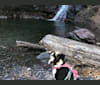 Dutch, an American Pit Bull Terrier and Australian Shepherd mix tested with EmbarkVet.com