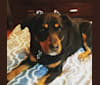 Zoe, a Rottweiler and Miniature/MAS-type Australian Shepherd mix tested with EmbarkVet.com