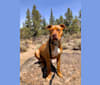 Photo of Jasper, an American Bully  in California, USA
