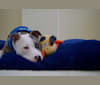 Nalu, an American Pit Bull Terrier and American Staffordshire Terrier mix tested with EmbarkVet.com