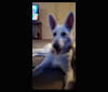 Sundae, a White Shepherd tested with EmbarkVet.com