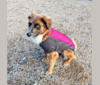 Photo of Marley, an American Village Dog  in Adona, AR, USA