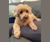 Cocomelon, a Poodle (Small) and Lhasa Apso mix tested with EmbarkVet.com